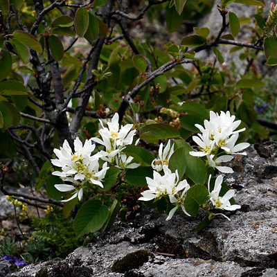 Amazing flora of Alaska