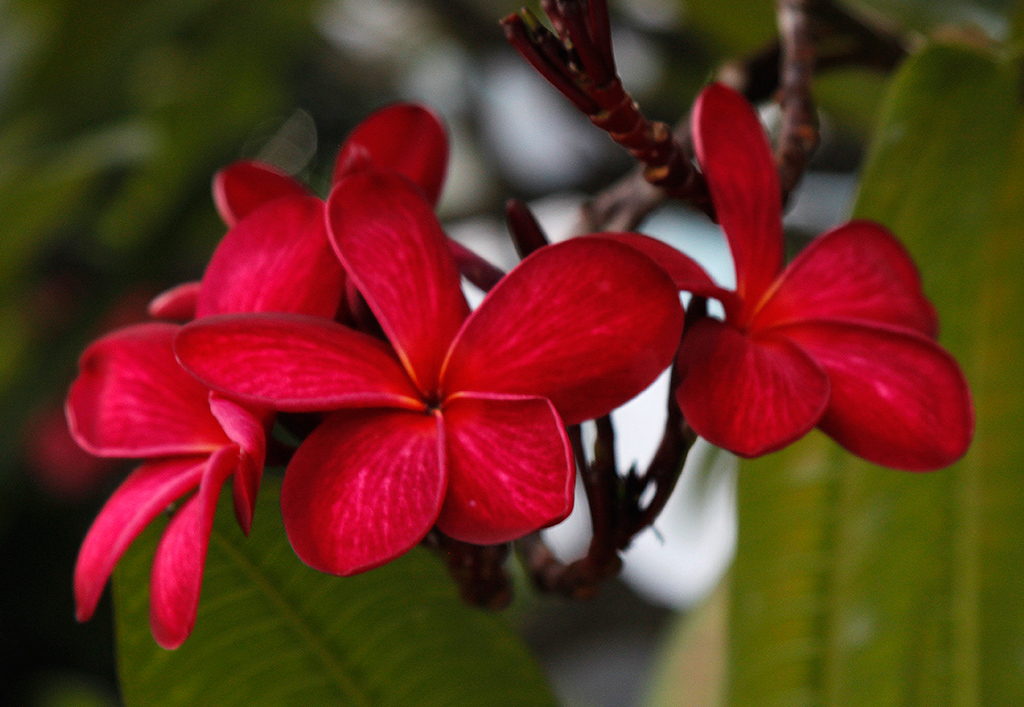 Plumeria (Frangipani) flower.