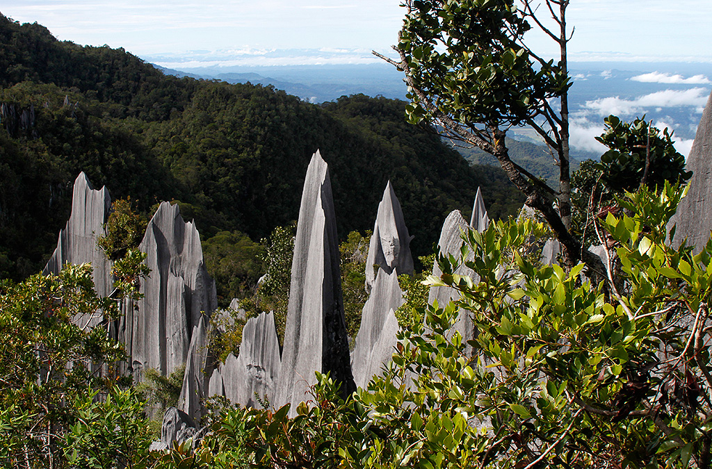 Rock pinnacles, perhaps the worst parachute landing zone on this planet, Gunung Mulu National Park