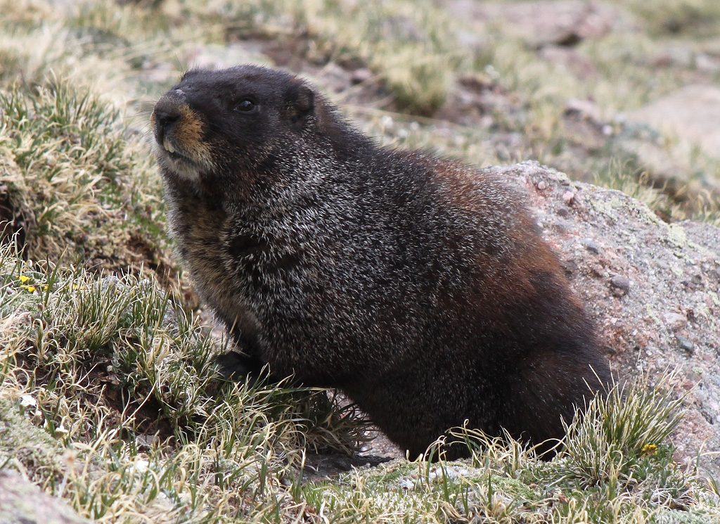 Friendly Marmots and no people, that is Sangre de Cristo Range, CO, USA