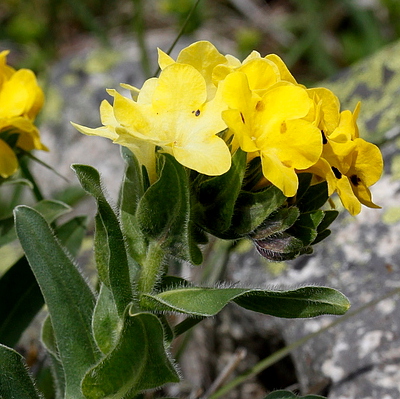 Amazing flora of Caucasus Mountains