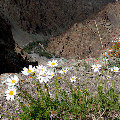 Amazing flora of Indian Himalayas
