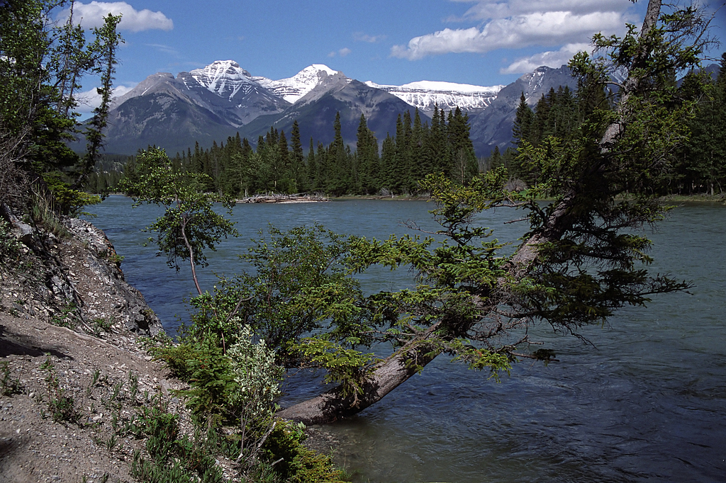 Hoodoos Trail: Bow river naturally splits Banff into south-west and north-east parts, Fairholme Range in the background.