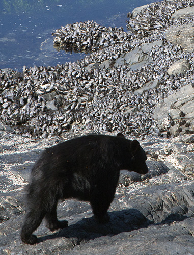 Black Bear, Vancouver Island, Canada