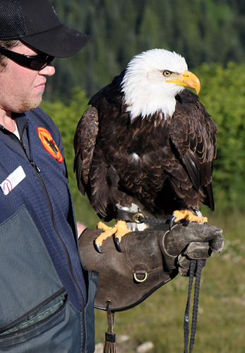 Eagle, Canada