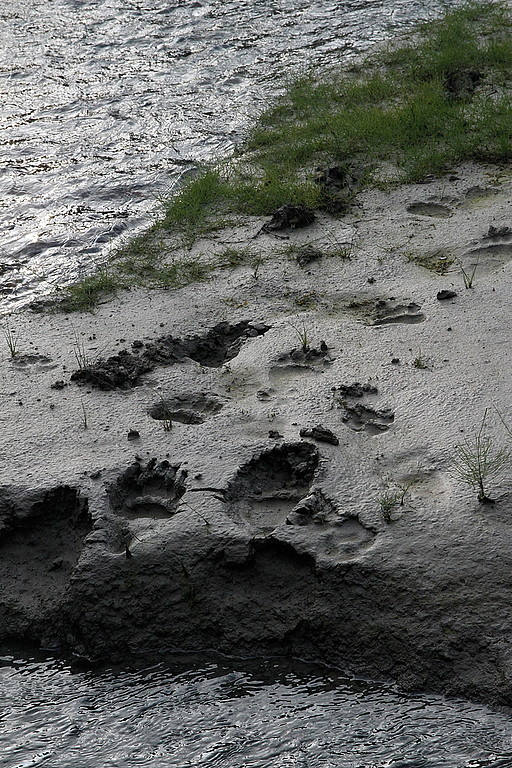 Grizzly bear tracks near Steppe Creek CG.