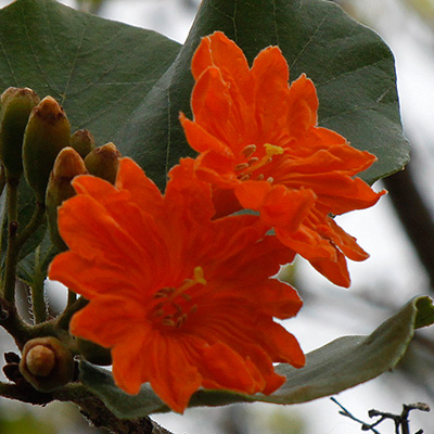 Amazing flora of Mexico