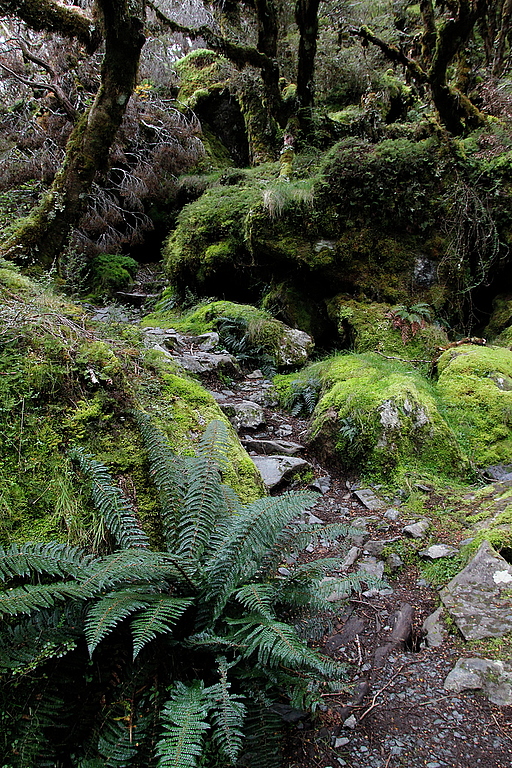 Forests of Southern Island, Routeburn track.