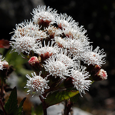 Amazing flora of Cordillera Blanca