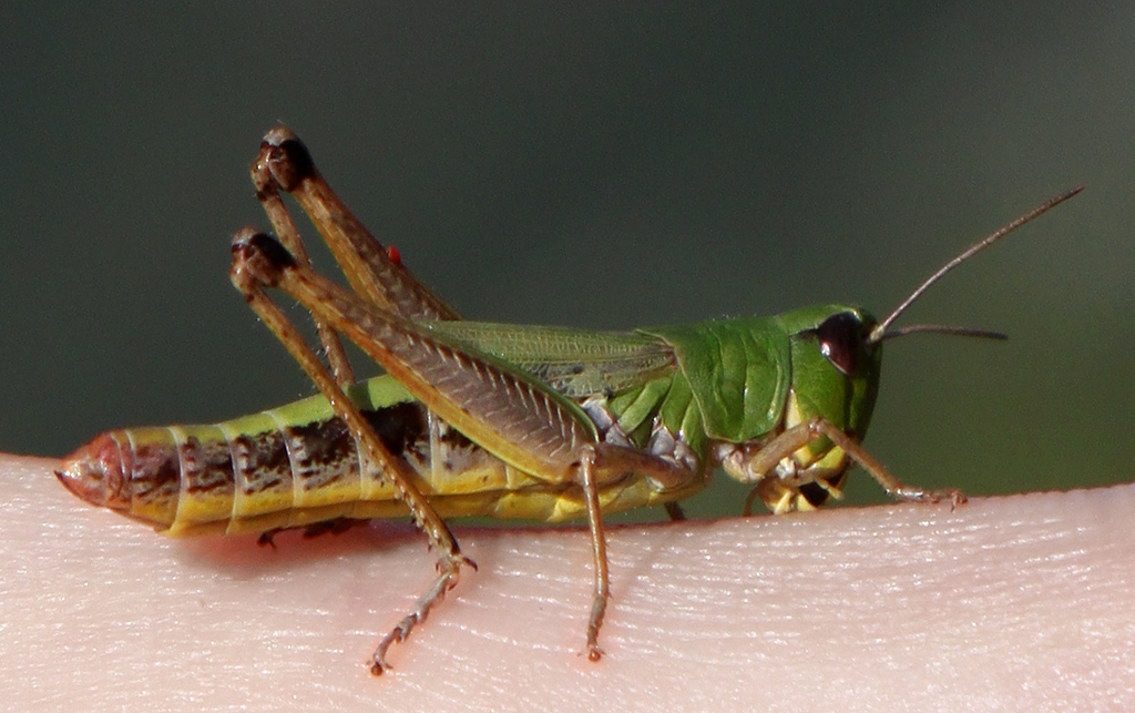 Tiny neat Albanian grasshopper