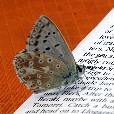 Butterfly, Prokletije