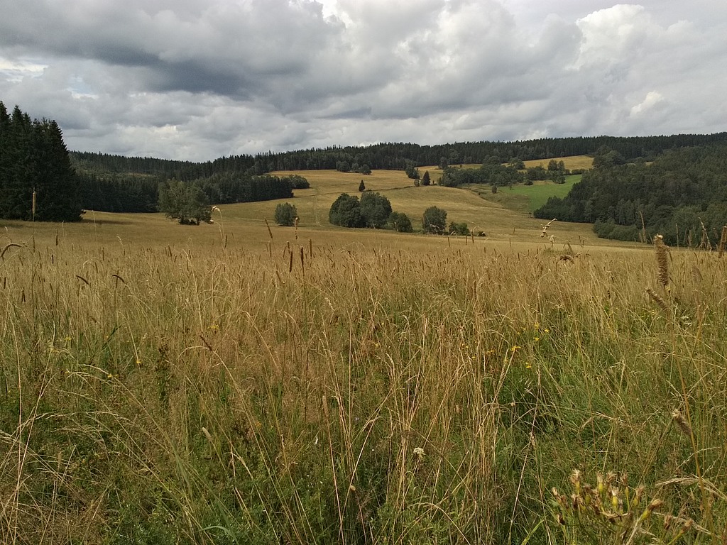 Golden meadows around Hraničky/Nowy Gieraltów.