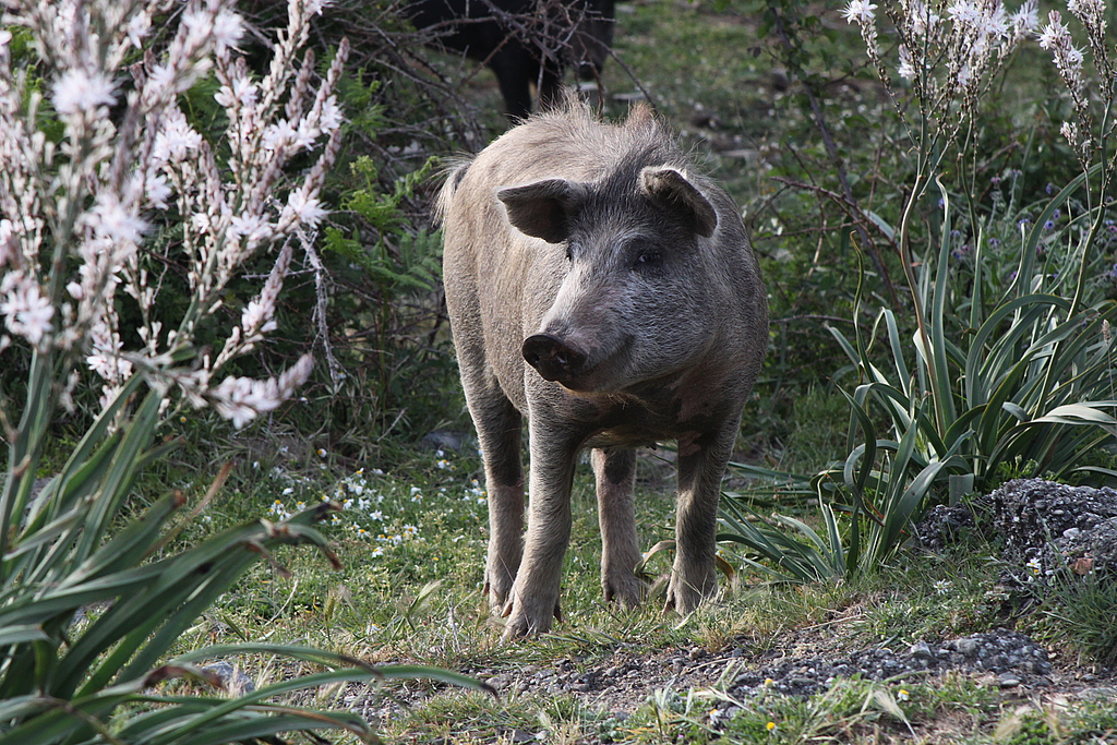 Pig, Sardinia