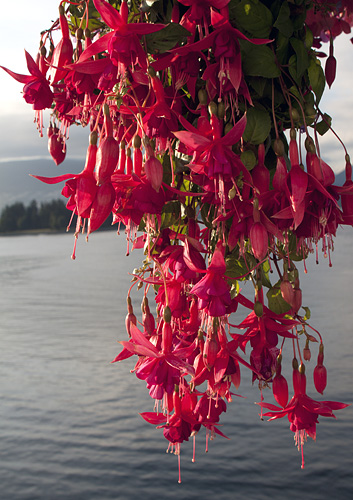Blossoms, Vancouver, Canada