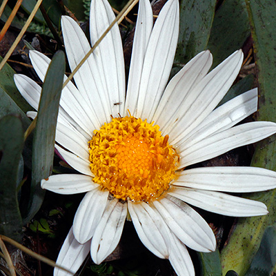 Amazing flora of Cordillera Blanca